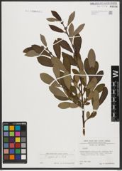 Foto von Salix appendiculata Vill.